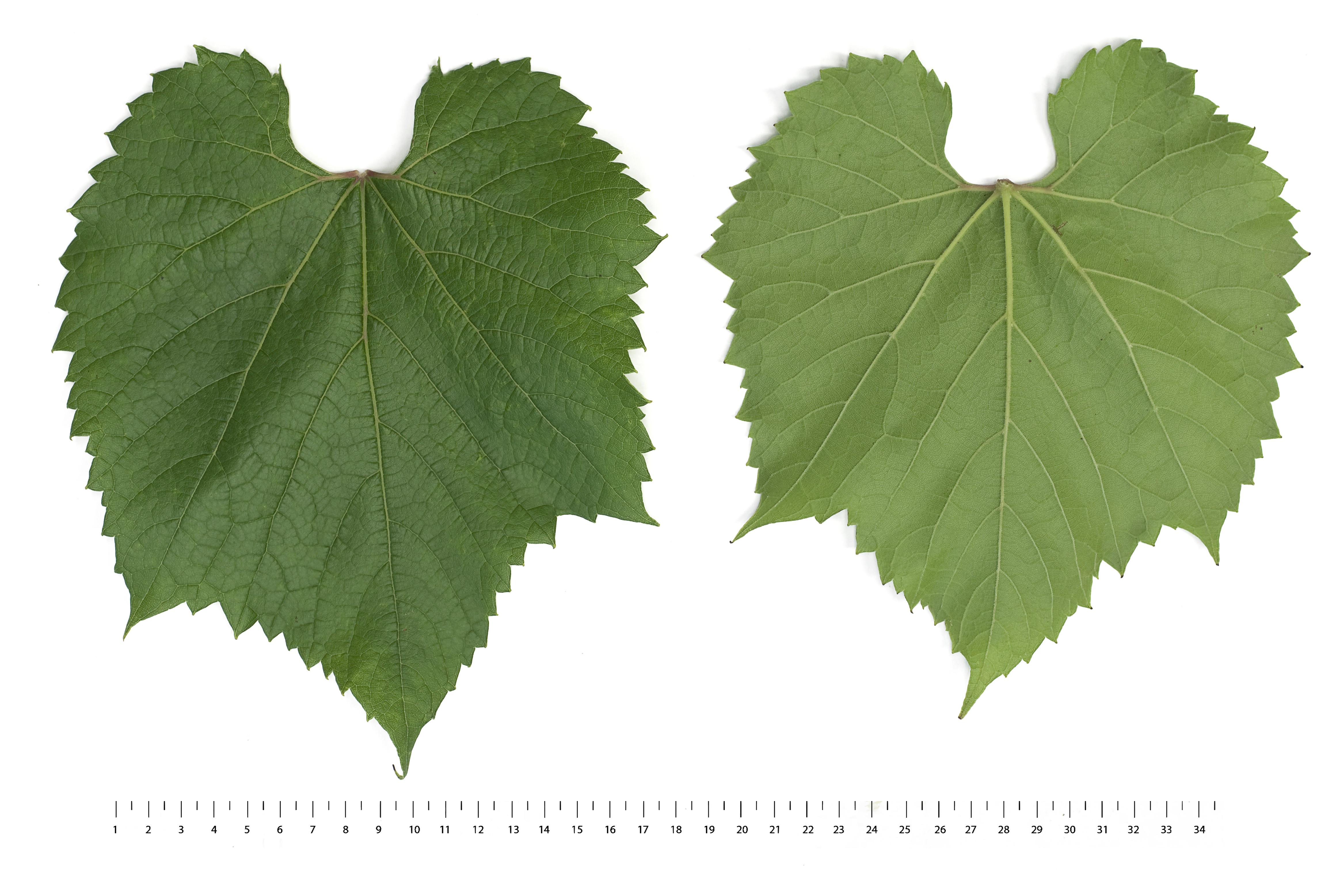 VIVC3016 COUDERC 161 49 Mature leaf 18942