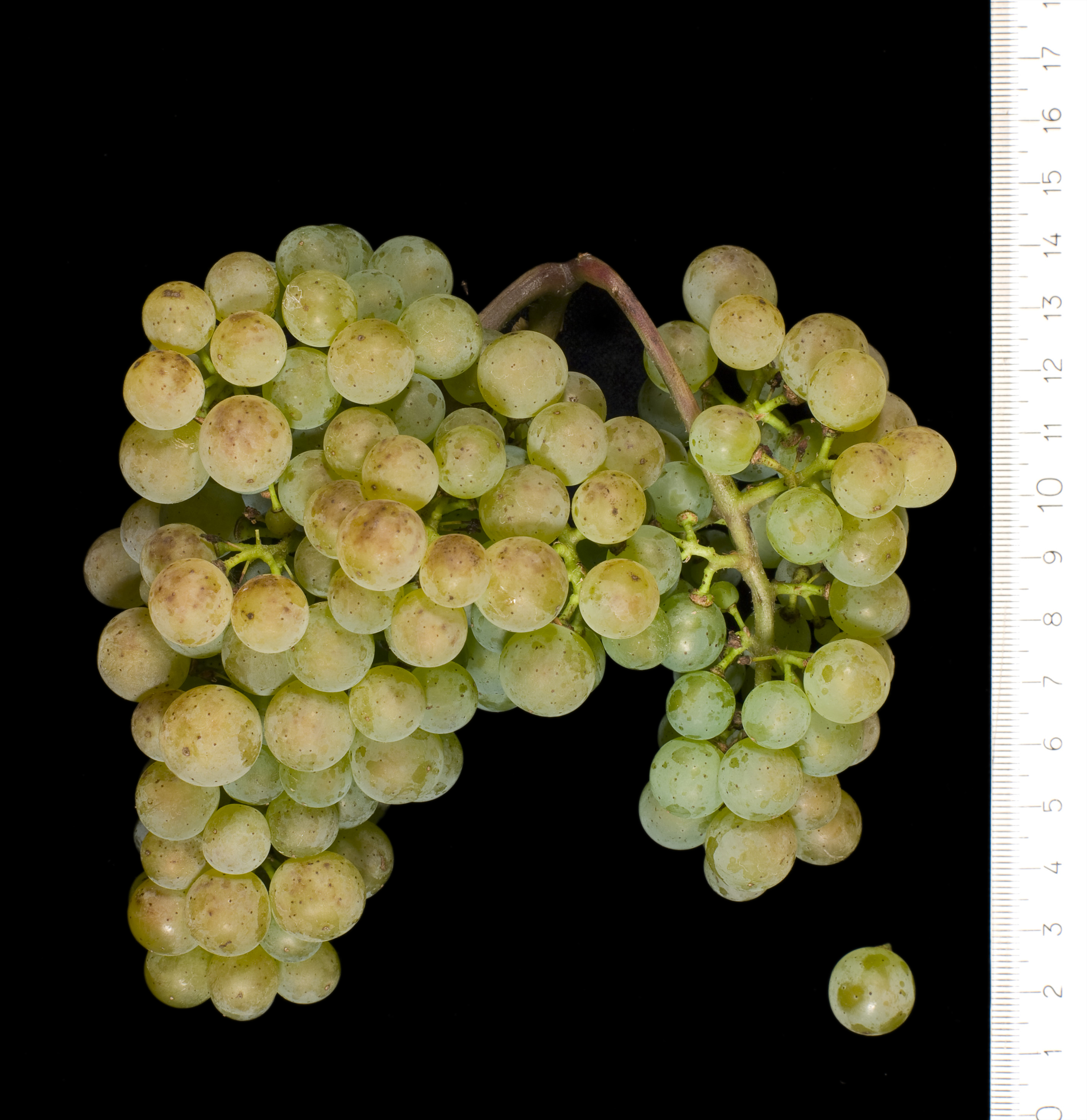 VIVC15689 ALVARINHO Cluster in the laboratory 7580