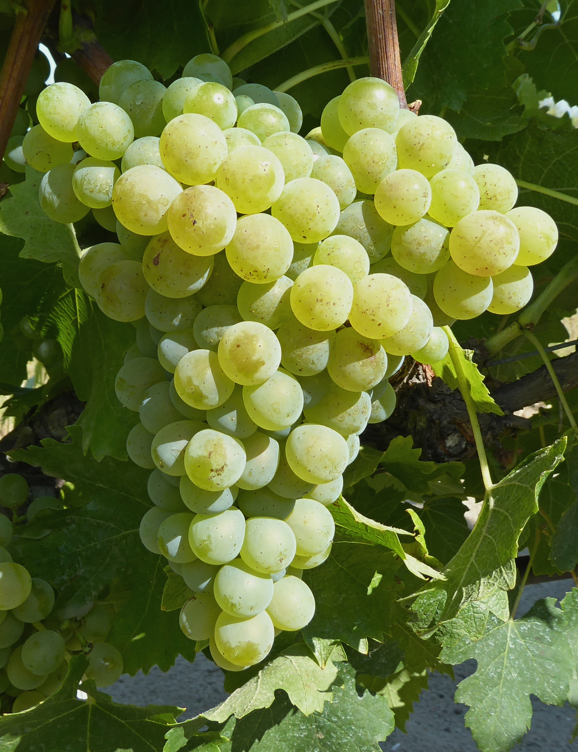 artys gr cs modifjpg 1742555053975