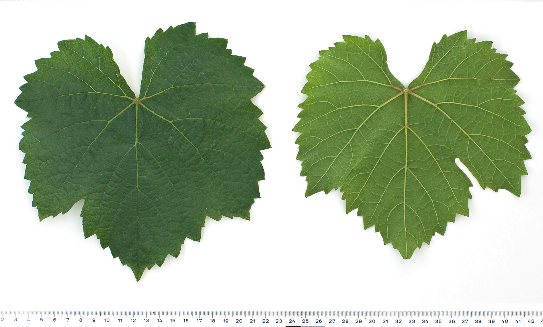 VIVC792 AUXERROIS Mature leaf 9189