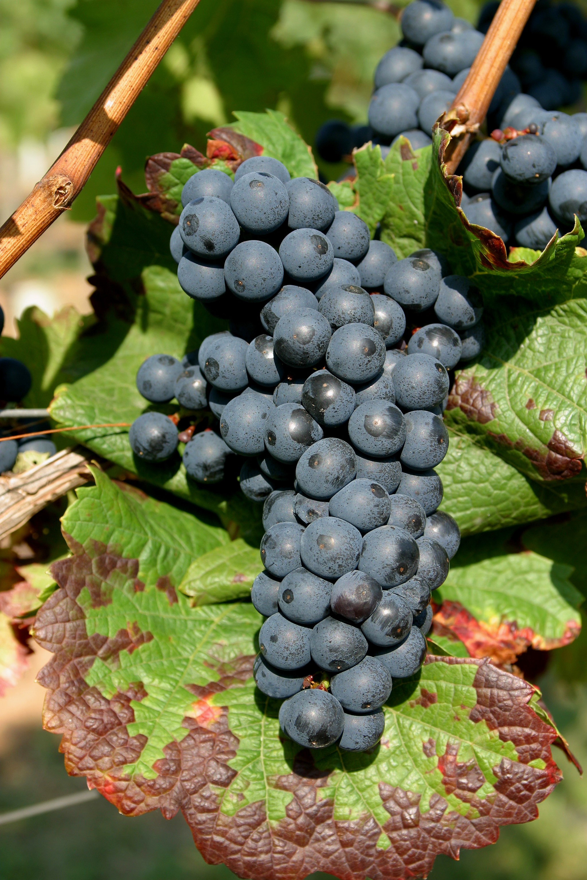 VIVC21797 CALANDRO Cluster in the field 9107