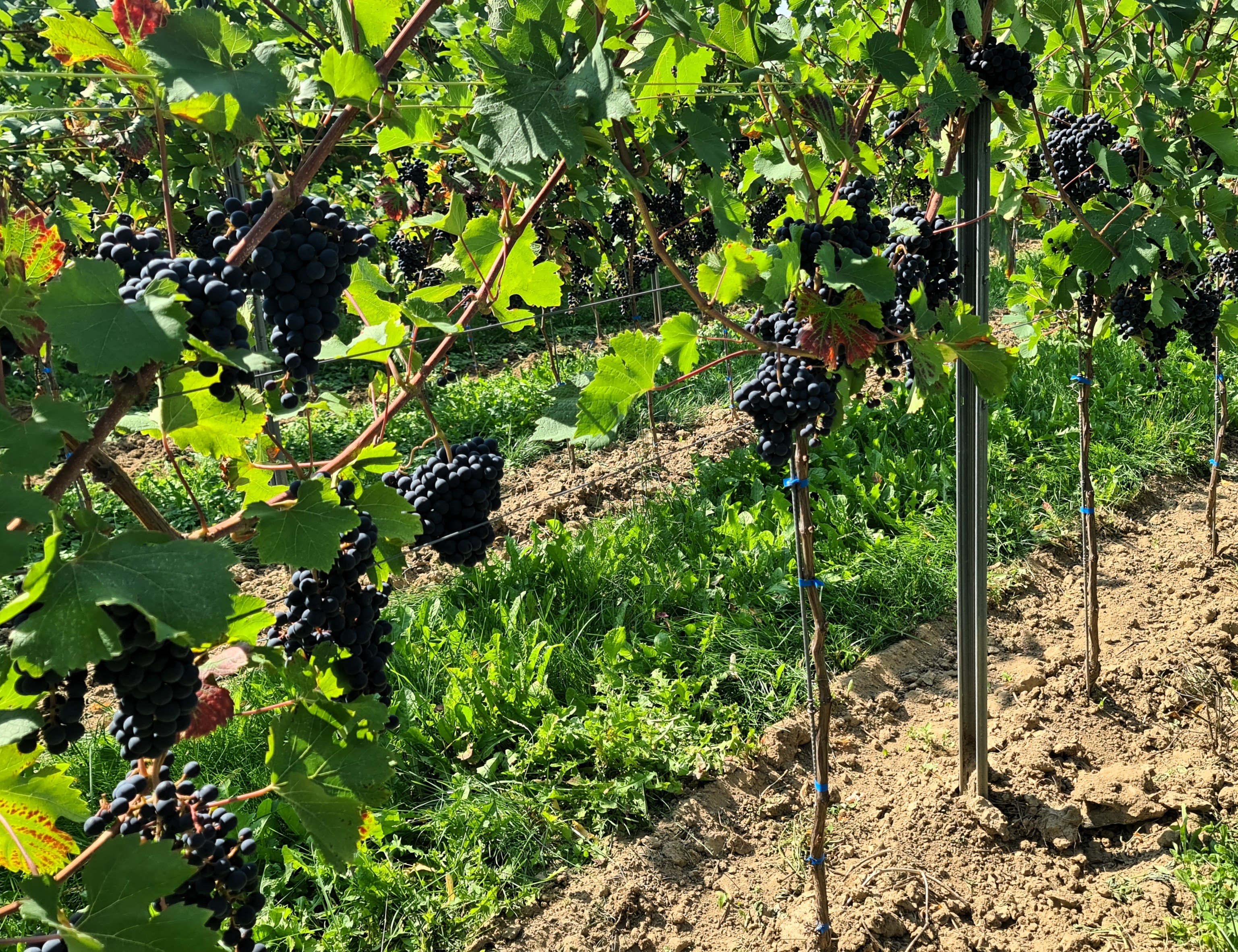 Calardis Royal 20250812 115316