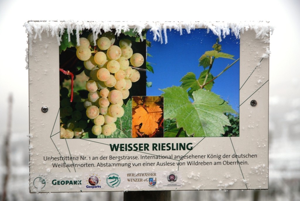 Dieses Bild ist vom 24.12.2007 Die Weinberge sind voller Rauhreif