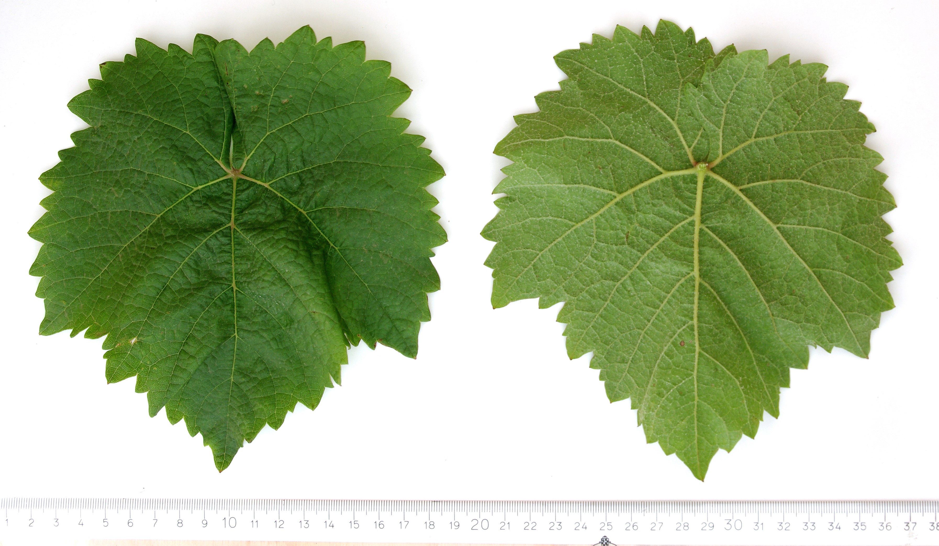 VIVC3863 ELBLING ROT Mature leaf 4267