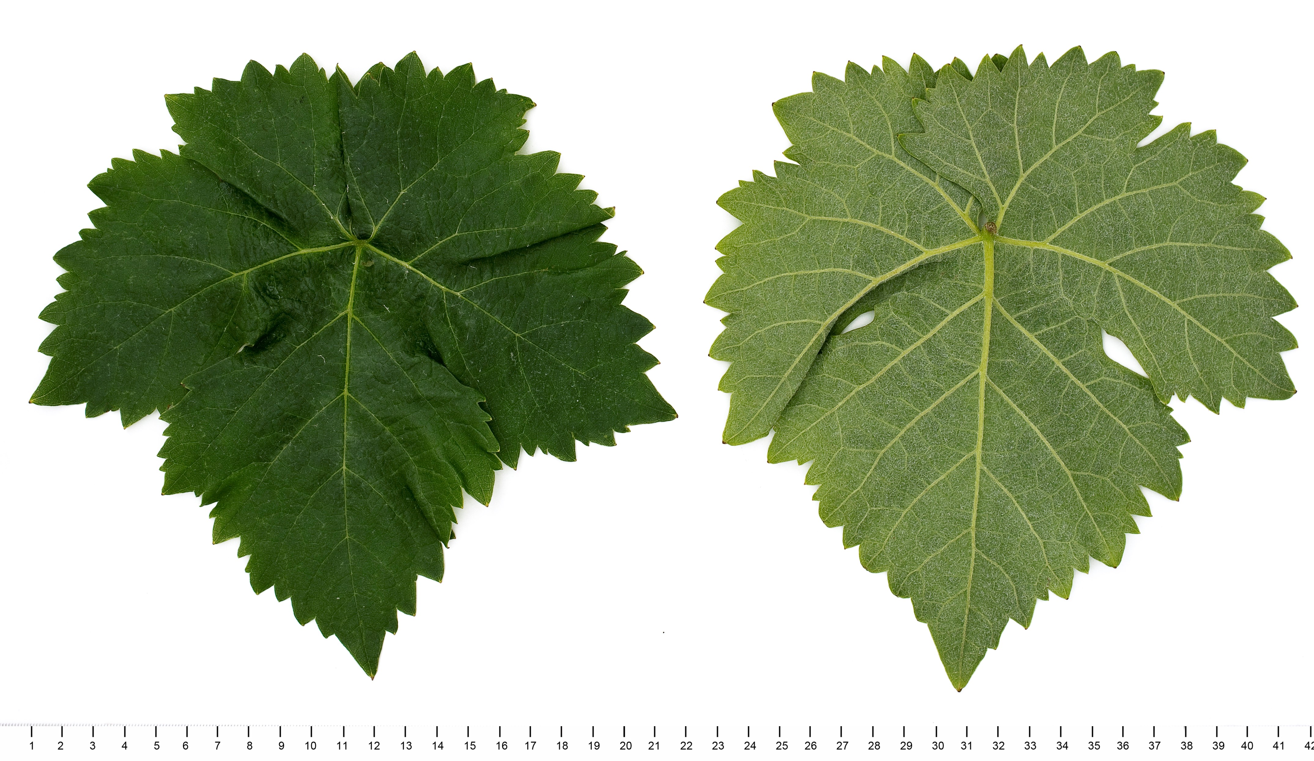 VIVC4283 FUERSTENTRAUBE Mature leaf 12572