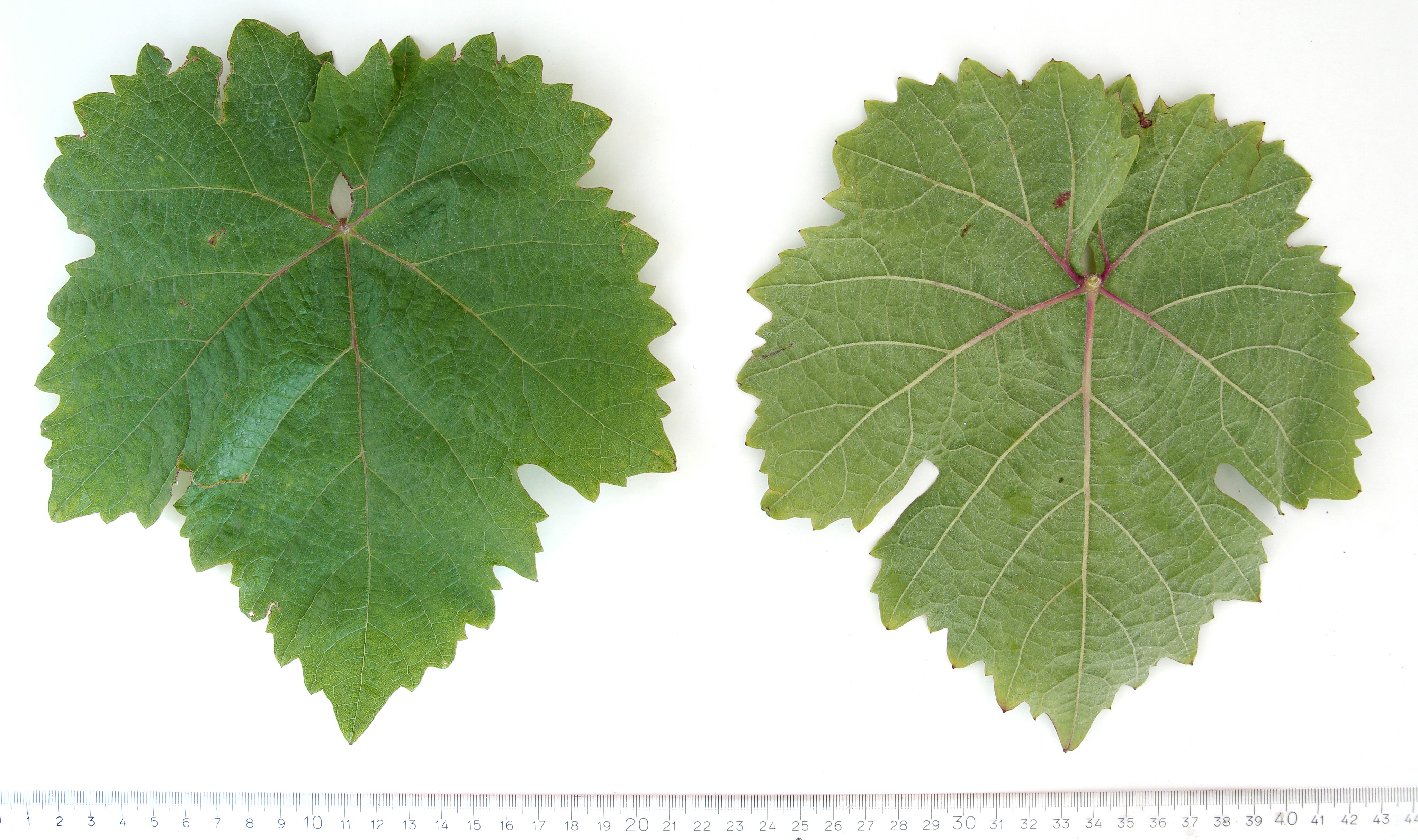 VIVC5365 HEROLDREBE Mature leaf 4276
