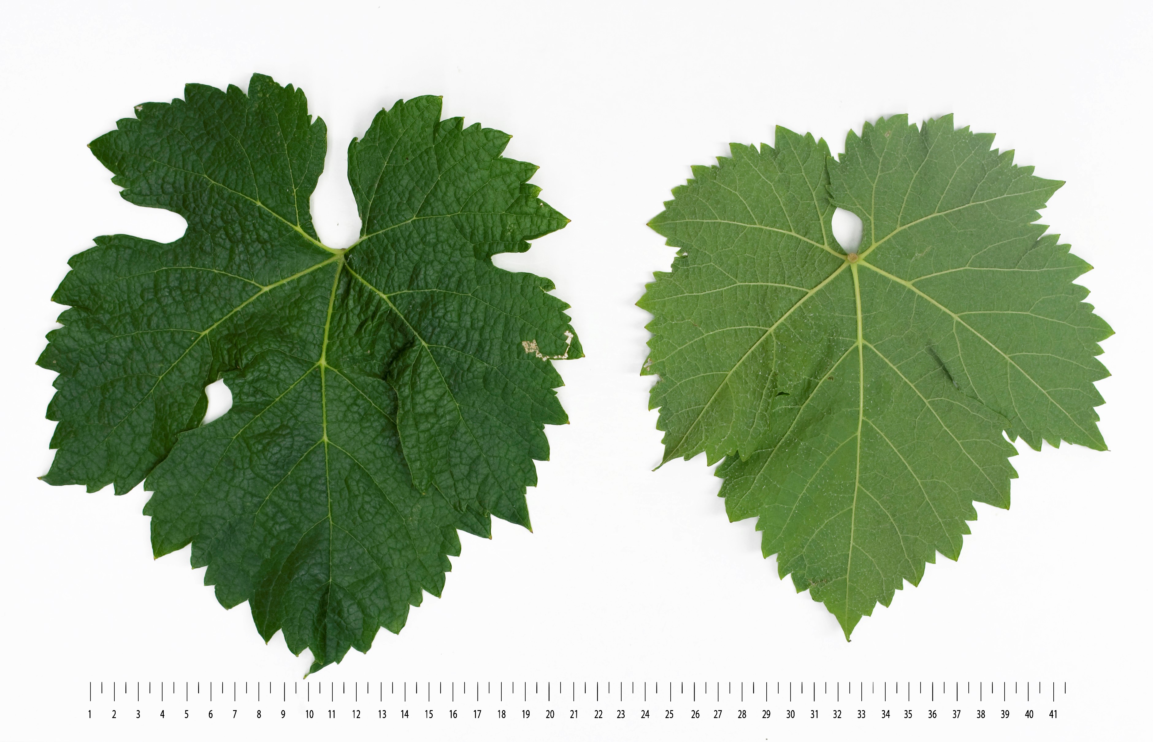 VIVC7657 MERLOT NOIR Mature leaf 18592
