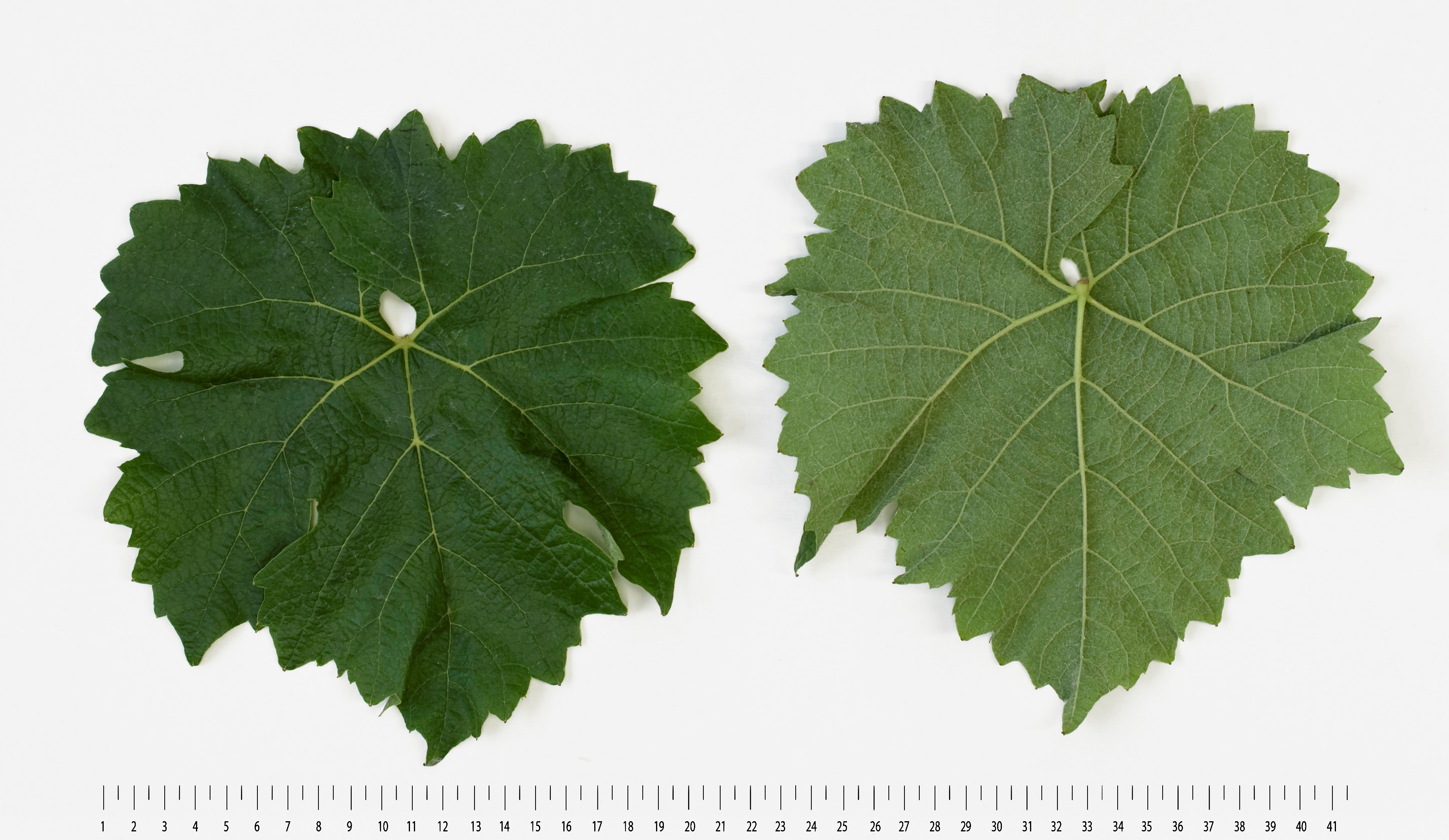 VIVC4251 MERZLING Mature leaf 16391