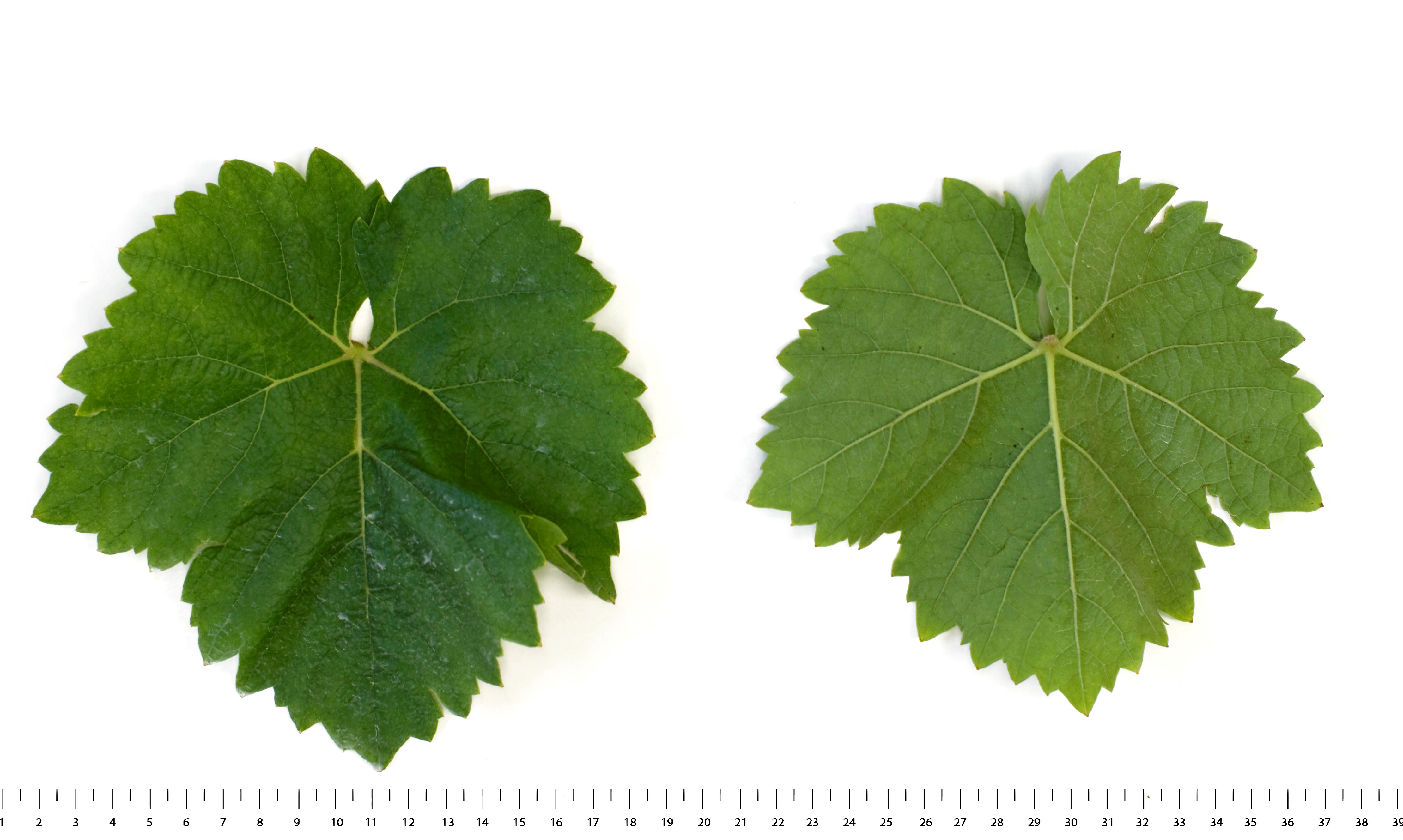 VIVC7996 MORIO MUSKAT Mature leaf 16685