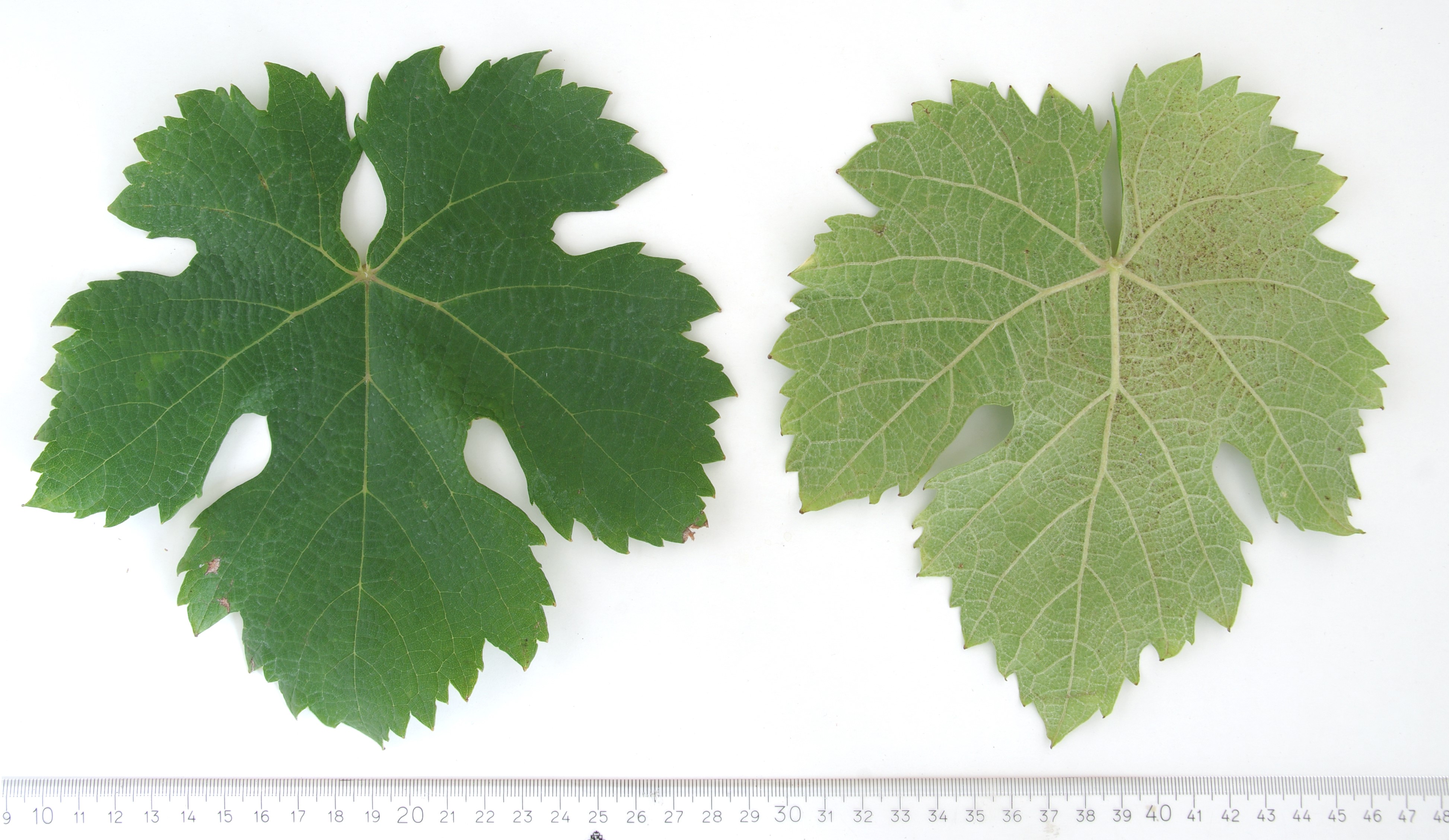 VIVC8740 OLBER Mature leaf 4562