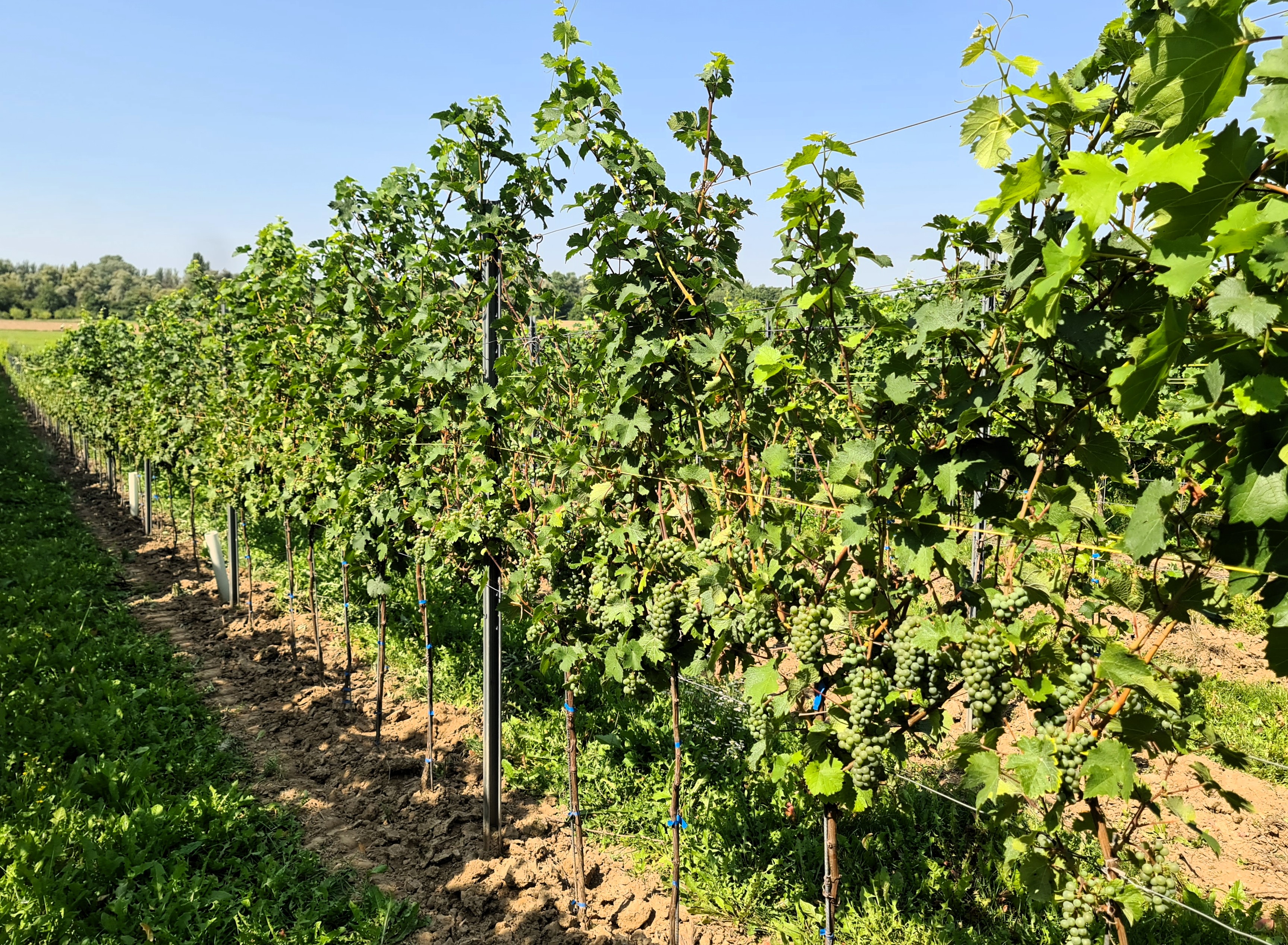 Pinot Iskra 20250812 114058