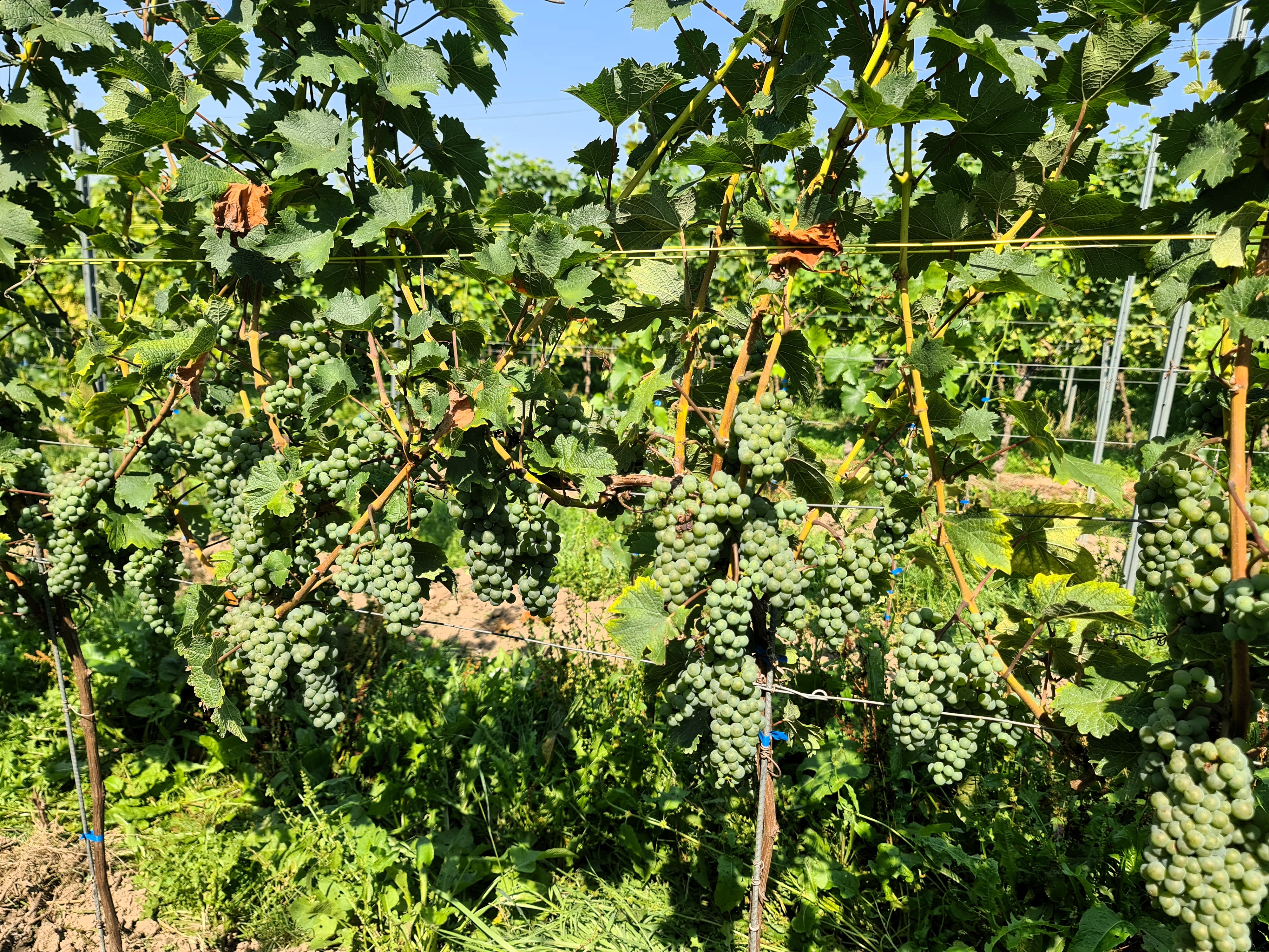 Pinot Iskra 20250812 114223