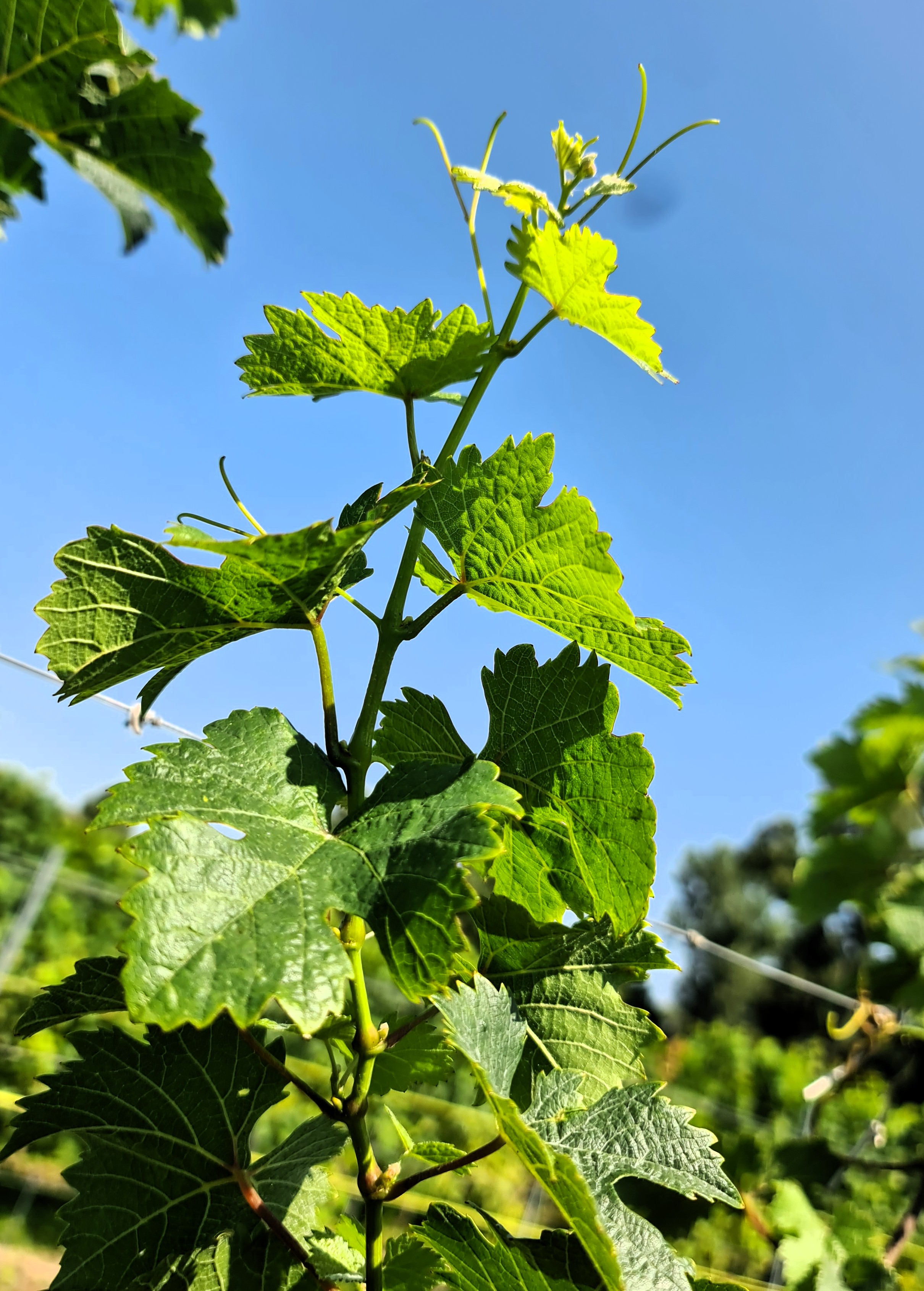 Pinot Iskra 20250812 114325