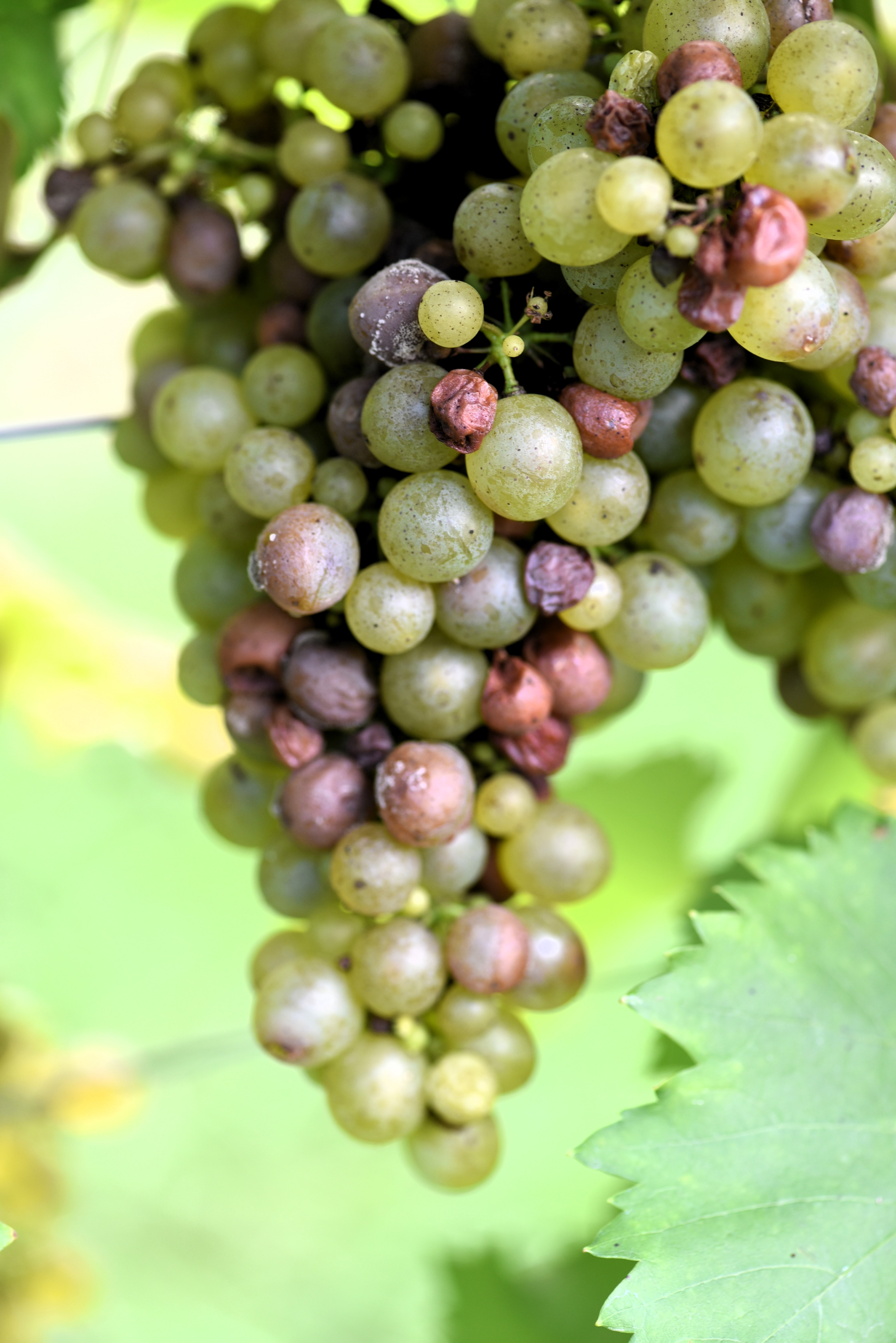 Sauvignon Kretos ANT 2773