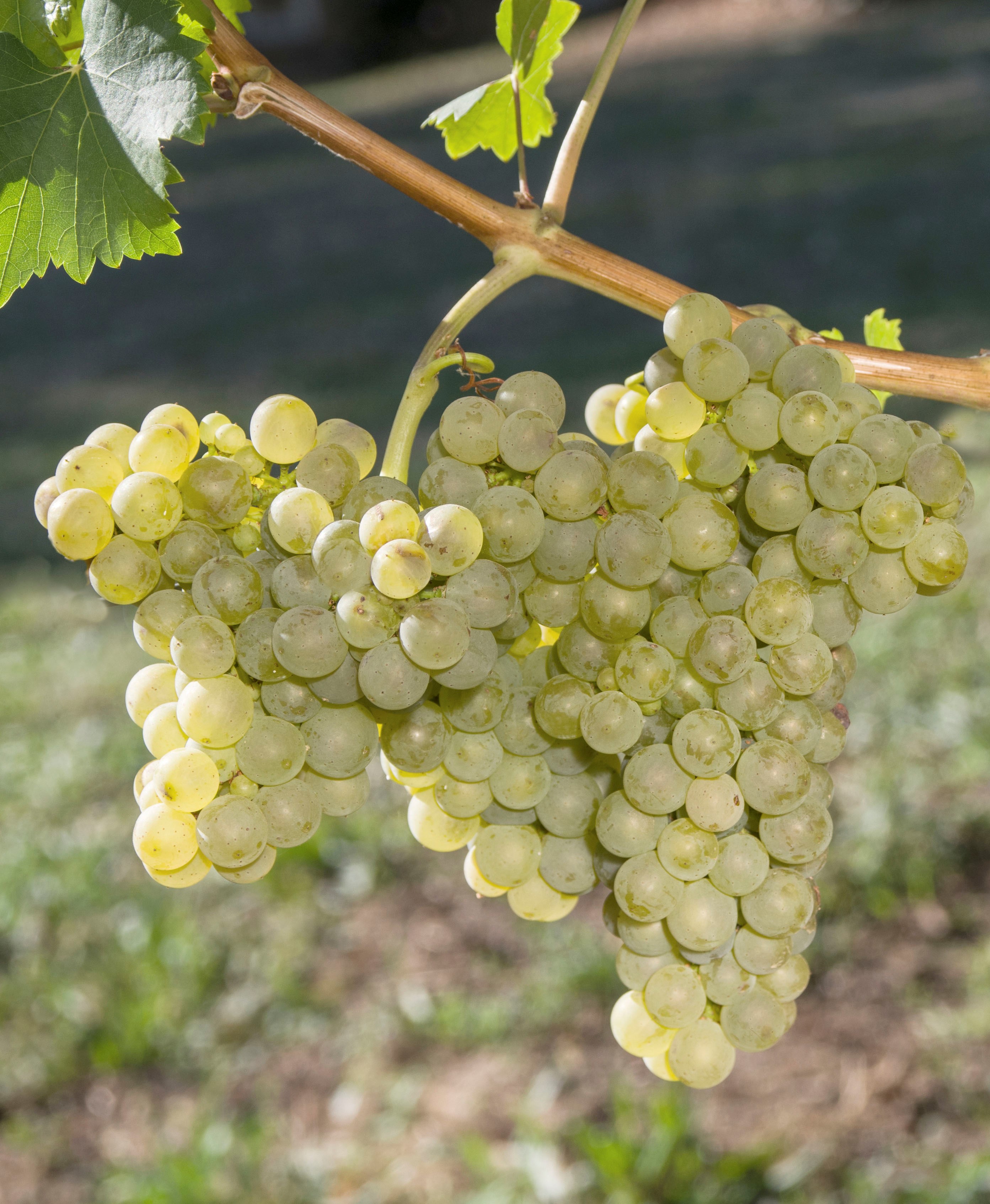 VIVC24900 SAUVIGNON KRETOS Cluster in the field 20357