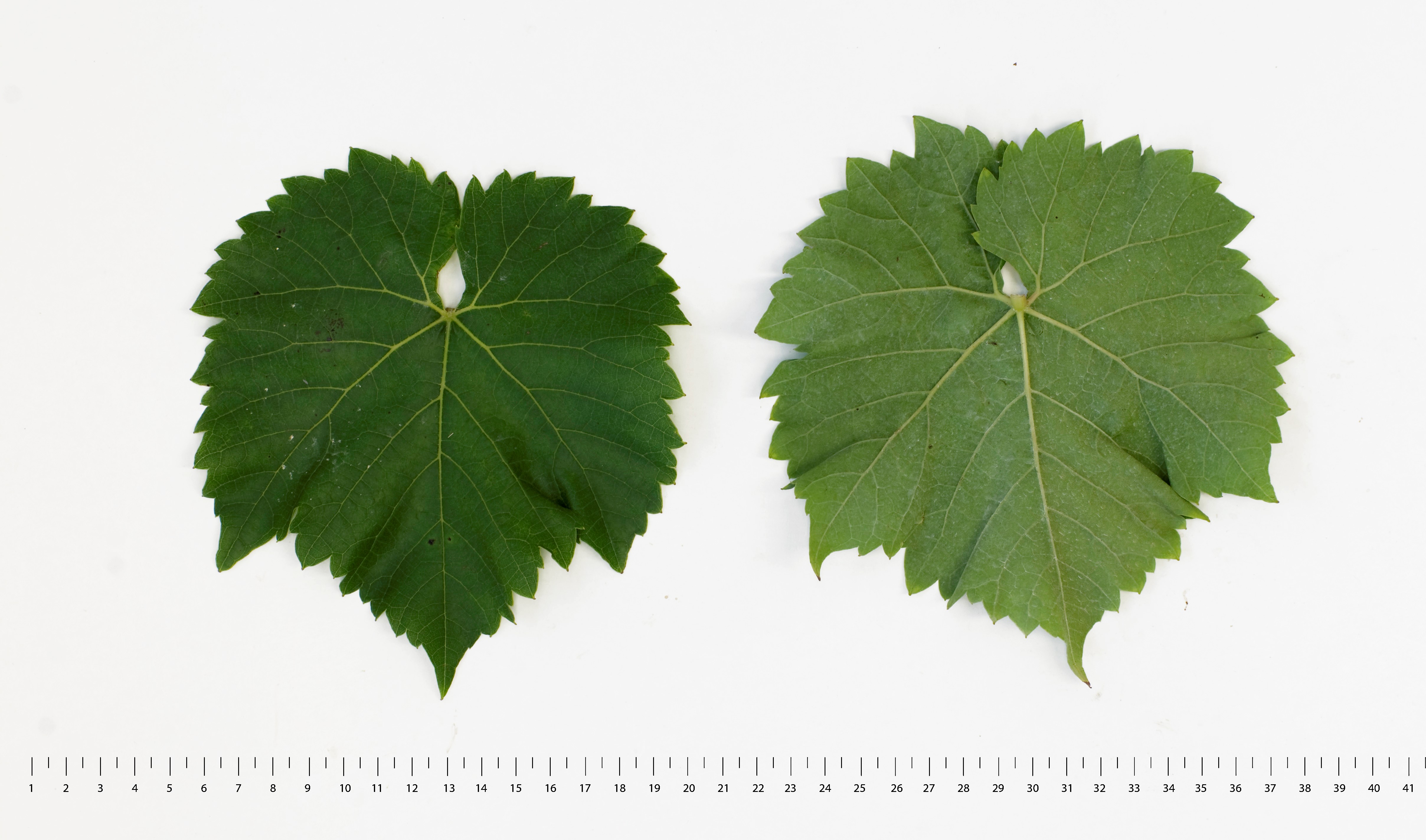 VIVC11558 SEYVAL Mature leaf 16789
