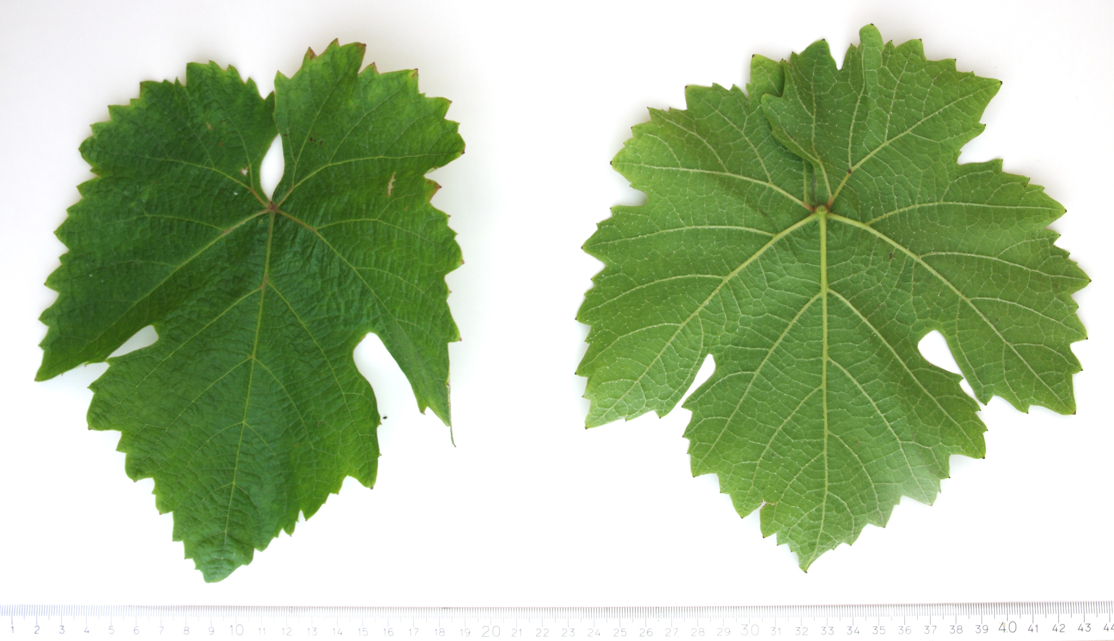 VIVC12049 SULMER Mature leaf 4418