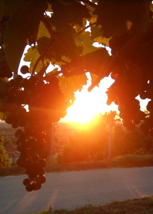 09180062MerlotSonnenuntergang