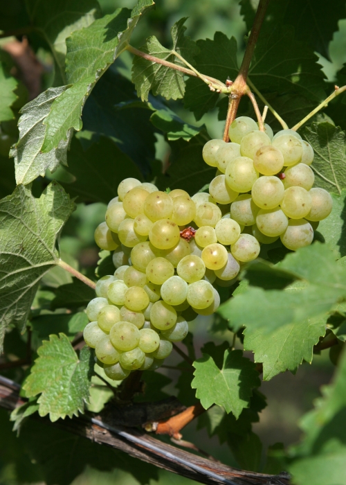 Bacchus 04c 3