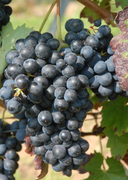 Barbera ANT 0801