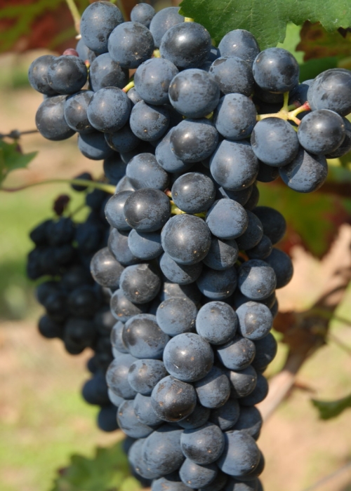 Barbera ANT 0809