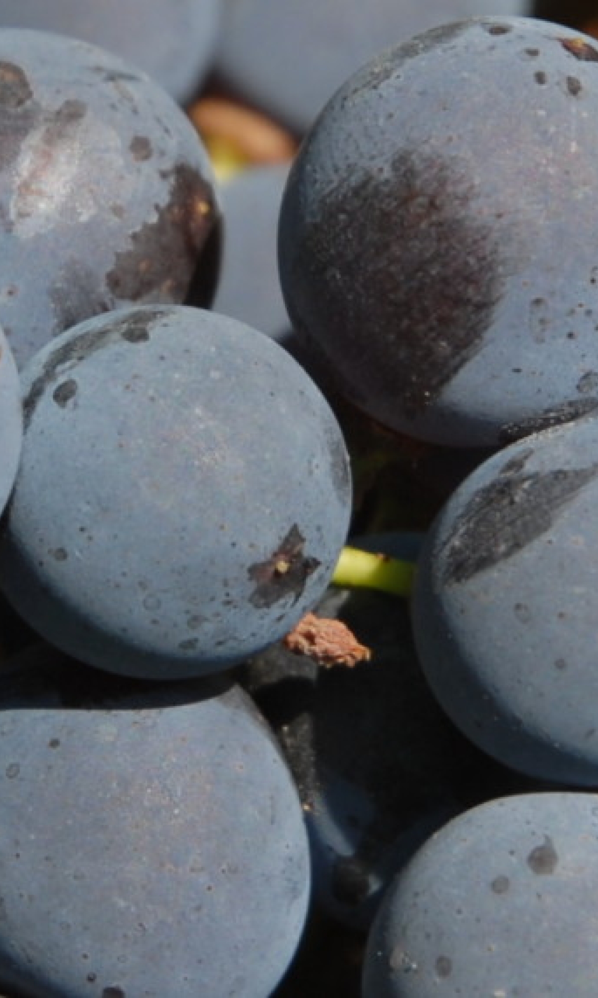 Cabernet Franc 214 ANT 0468