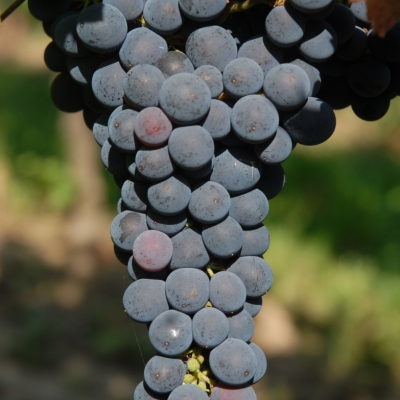Cabernet Franc 214 ANT 0469