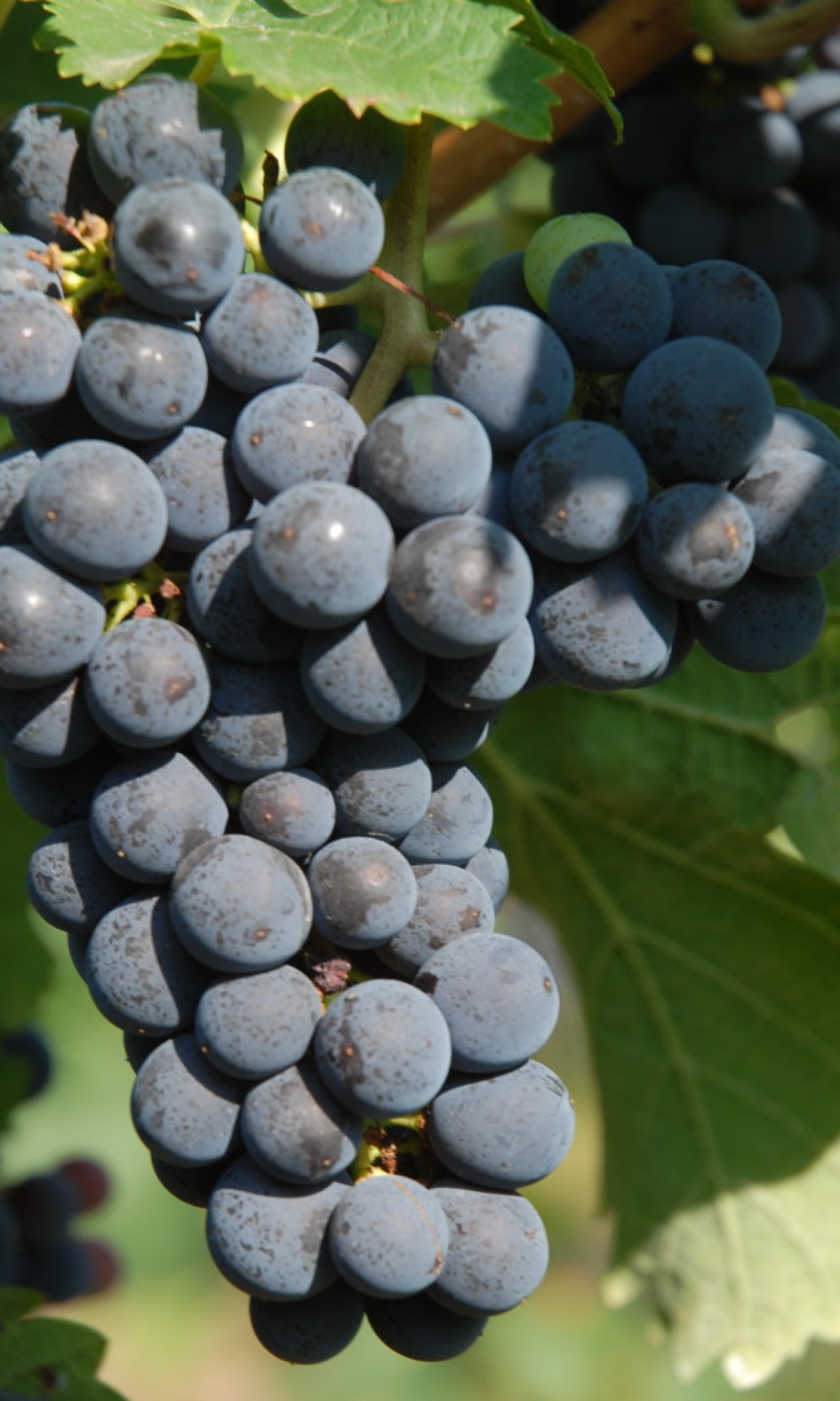 Cabernet Franc 214 ANT 0471