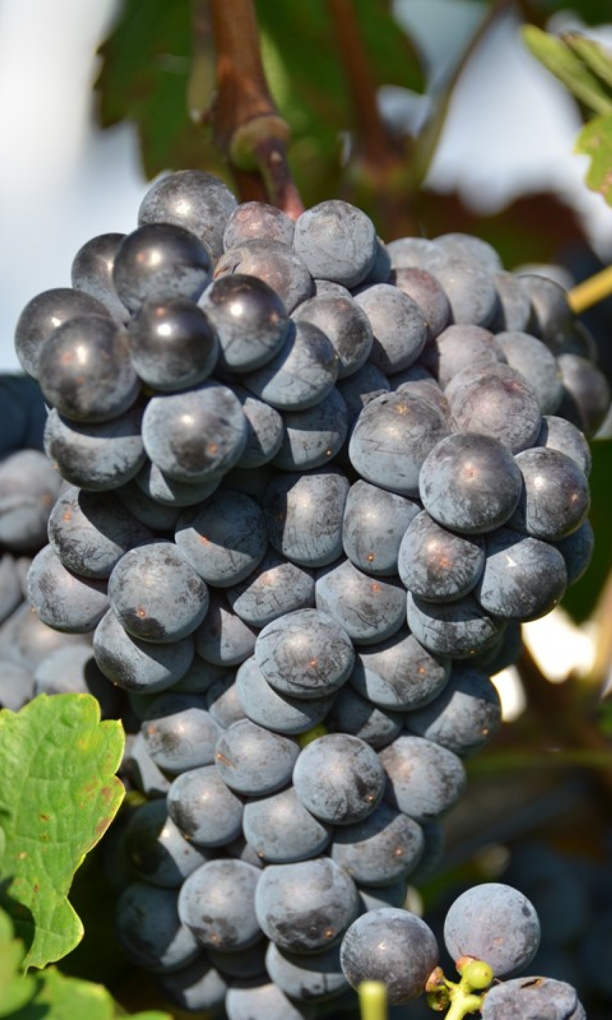 Cabernet Franc 5 Gm ANT 6427