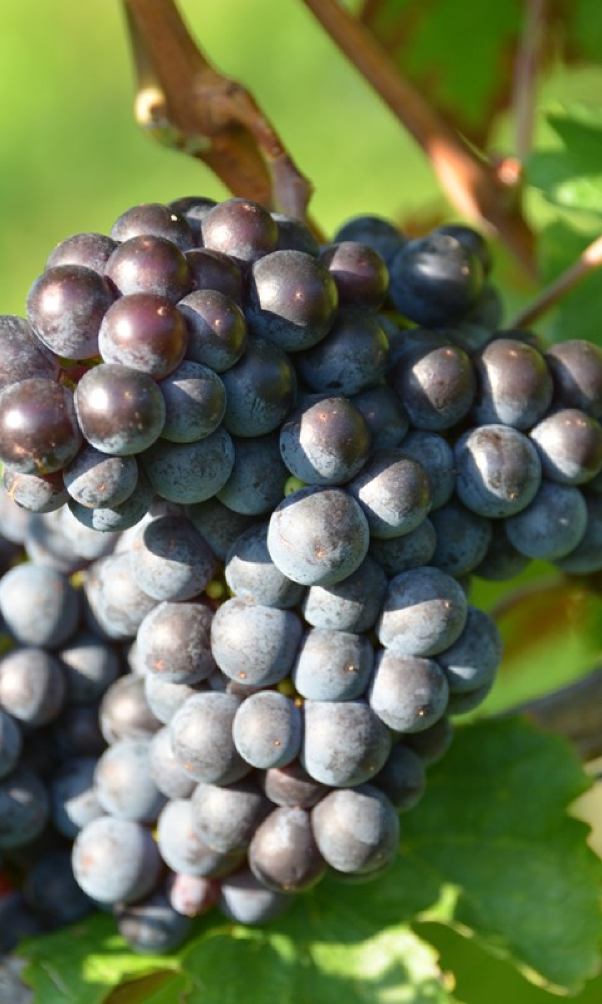 Cabernet Franc 5 Gm ANT 6428