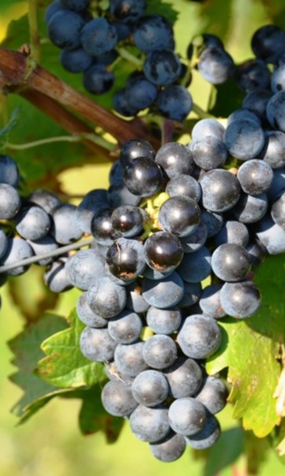 Cabernet Franc 7 Gm ANT 6415