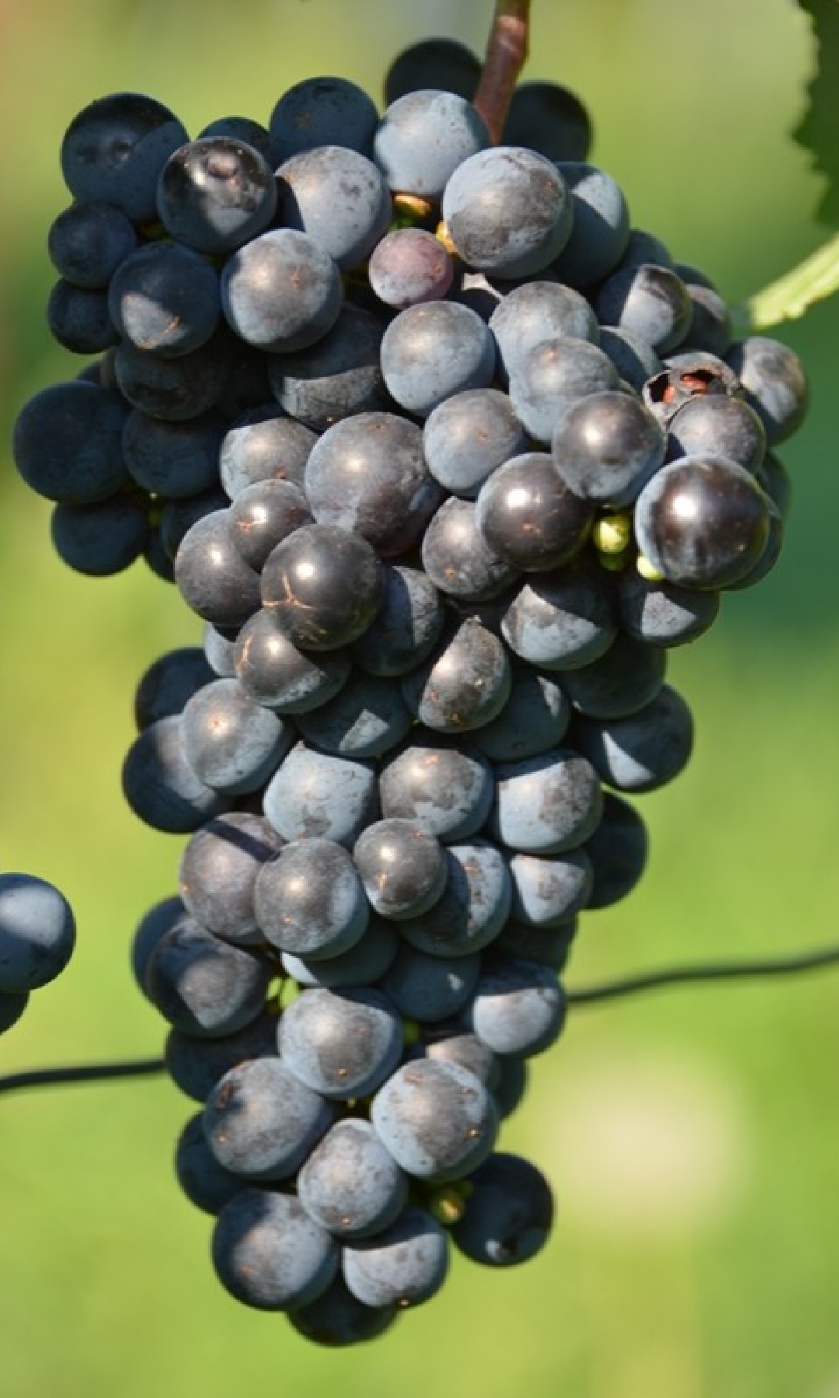 Cabernet Franc 7 Gm ANT 6420