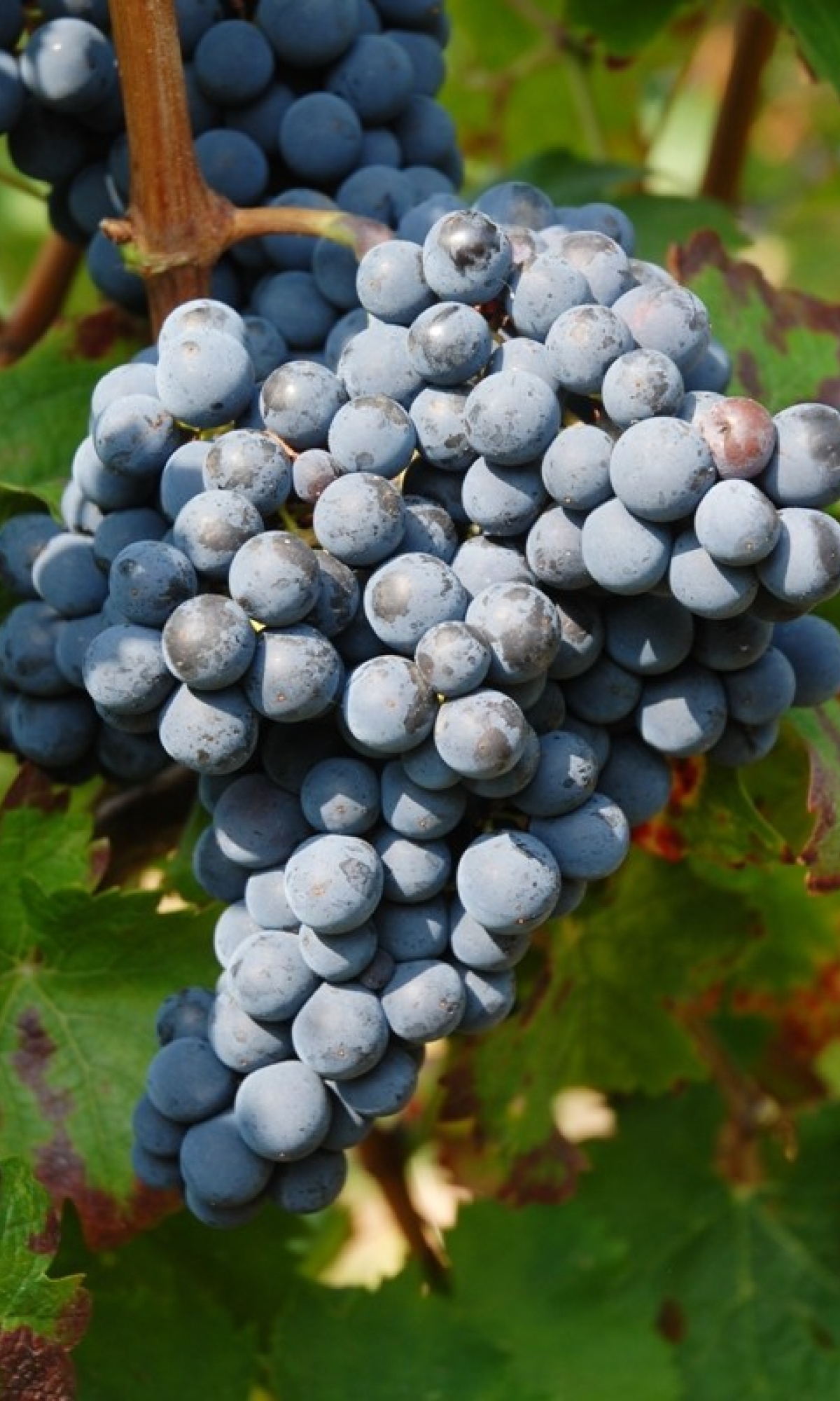 Cabernet Franc ANT 0796