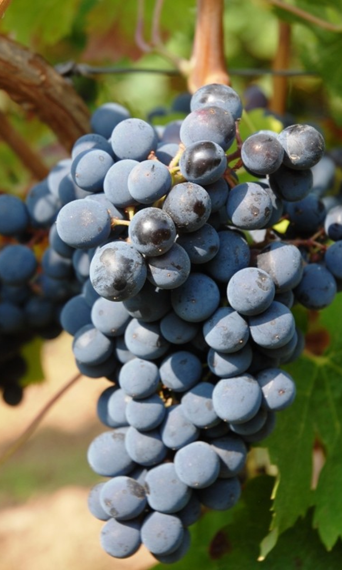 Cabernet Franc ANT 0798