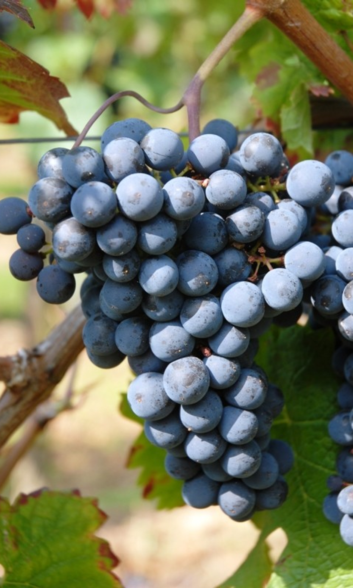 Cabernet Franc ANT 0799
