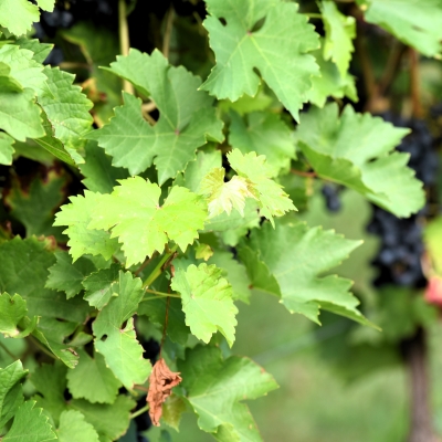 Cabernet Volos ANT 2763