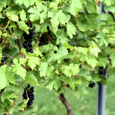 Cabernet Volos ANT 2764