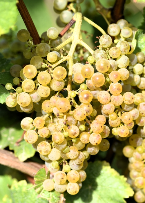 Donauriesling ANT 2722
