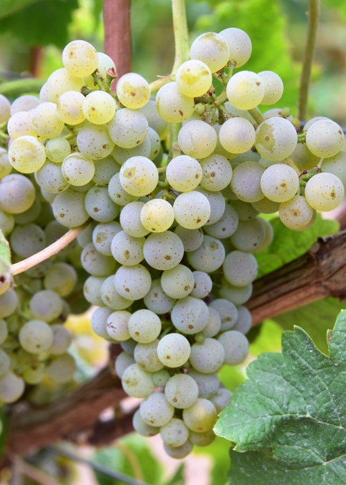 Donauriesling ANT 4098