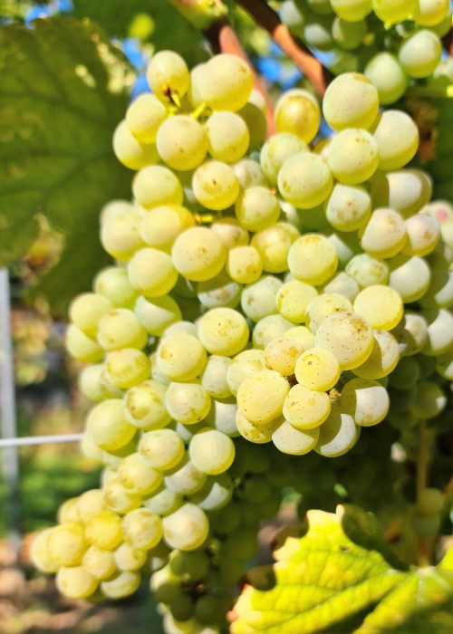 Donauveltliner 20210925 152919