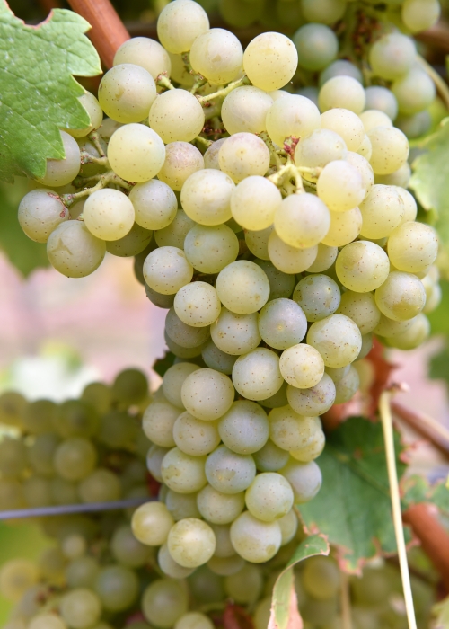 Sauvignon Kretos ANT 4045