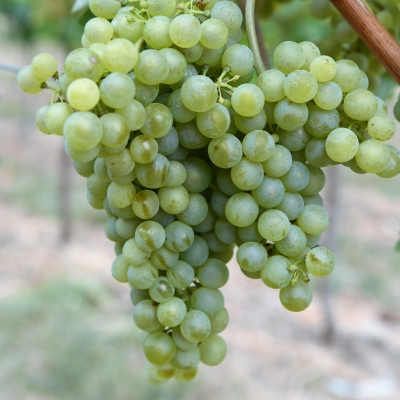 Sauvignon Kretos ANT 4047