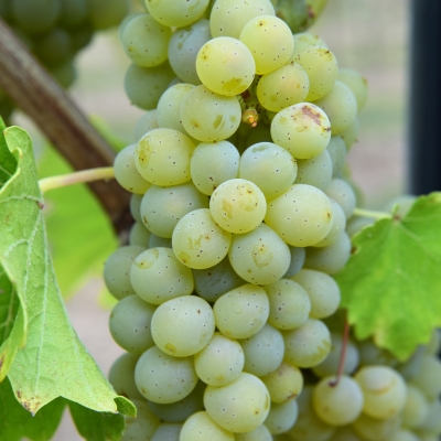 Sauvignon Rytos ANT 4067