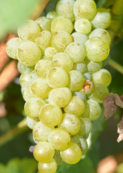 Sauvignon blanc Entav 159 ANT 3011