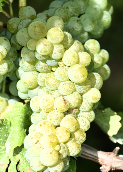 Sauvignon blanc Entav 159 ANT 3013