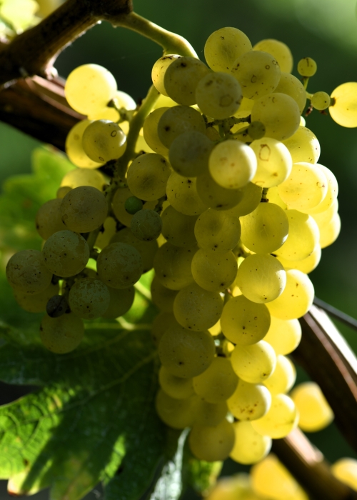 Sauvignon blanc LB 50 ANT 2986