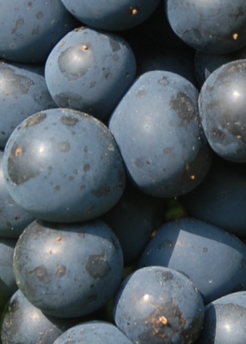 Syrah ANT 0701b
