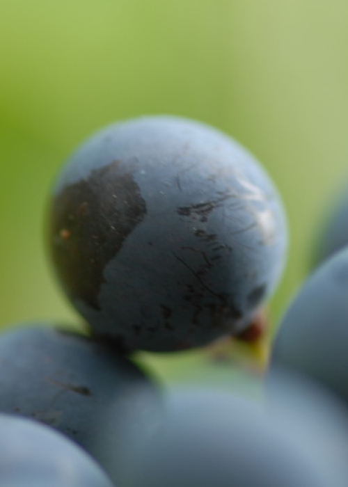 Syrah ANT 0969