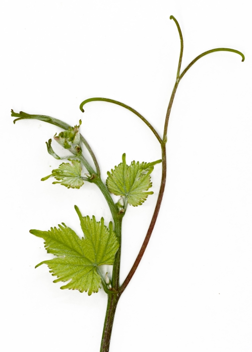 VIVC22828 CALARDIS BLANC Shoot tip 17608